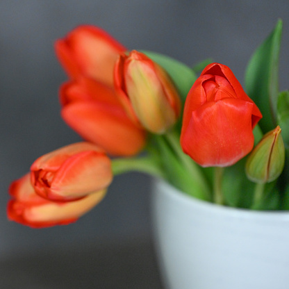 Red tulips in the vase