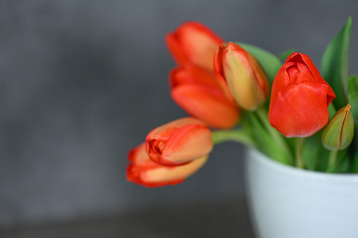 Red tulips. Spring storytelling.