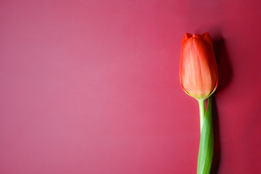 Red tulip red background with copy space. Spring storytelling.
