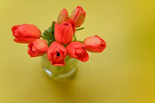 Red tulips. Spring storytelling.
