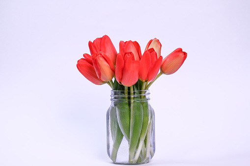 Red tulips. Spring storytelling. White background. Studio shot.