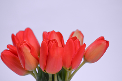 Red tulips. Spring storytelling. Close up. White background