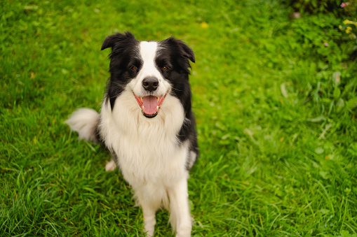 Outdoor portrait of cute smiling puppy border collie sitting on park background. Little dog with funny face in sunny summer day outdoors. Pet care and funny animals life concept