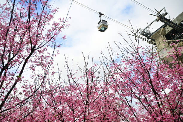 Cherry blossoms and Ngong Ping cable car, cloudy sky