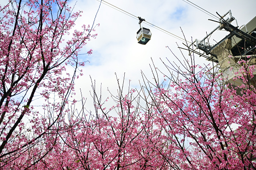 Cherry blossoms and Ngong Ping cable car, cloudy sky
