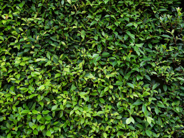 istock Green Leaves Background Ficus annulata Blume, Banyan Tree Hedge Blume Pattern Texture Nature Design Wall Leaf Growth Backdrop Wallpaper Plant Park Foliage Natural Environment Orgarnic Botany Outdoor. 1986543722