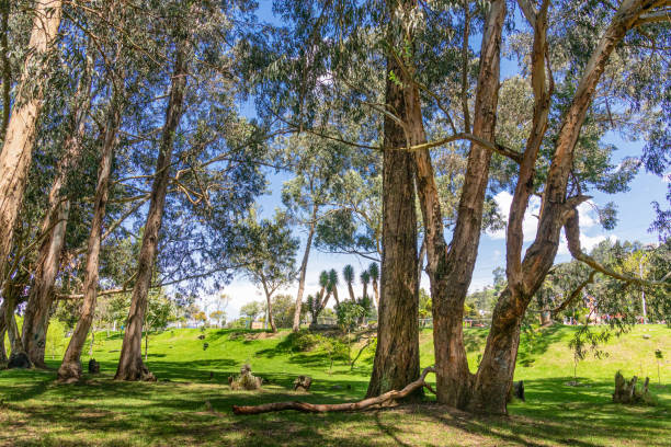 istock Eucalyptus trees in El Paraiso Park in Cuenca, Ecuador 1986572597