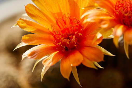 Close-up view of orange cactus  flower blooming in potted plant