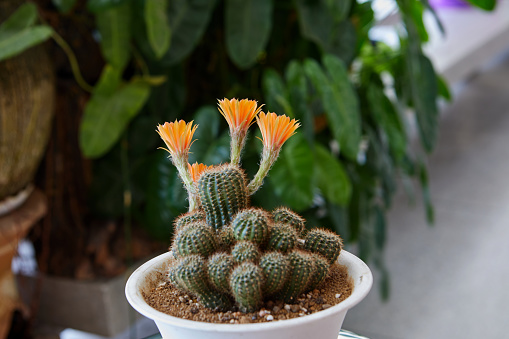 Close-up view of orange cactus  flower blooming in potted plant