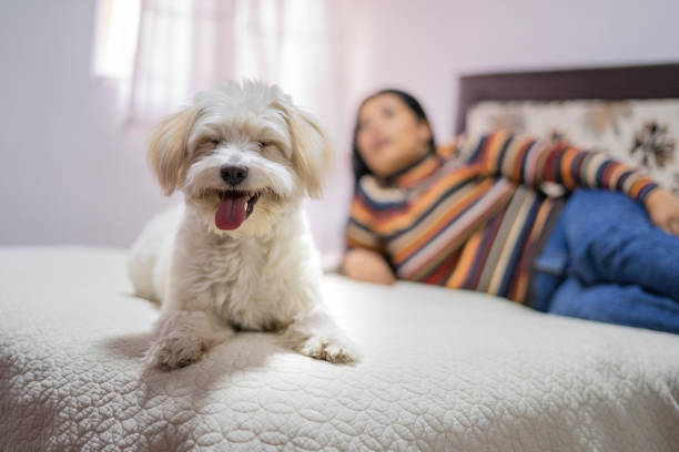 portrait of a dog that is with its owner in bed