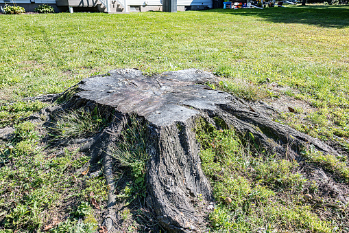 Large flat tree stump cross section - the remains of a large sugar maple tree which had to be cut down by professional tree surgeons because it was essentially dead throughout the center of its trunk, and was located dangerously close to children's play areas and residential buildings.