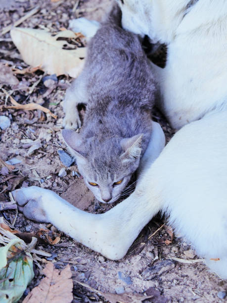istock cute gray cat play with dog 1986598337