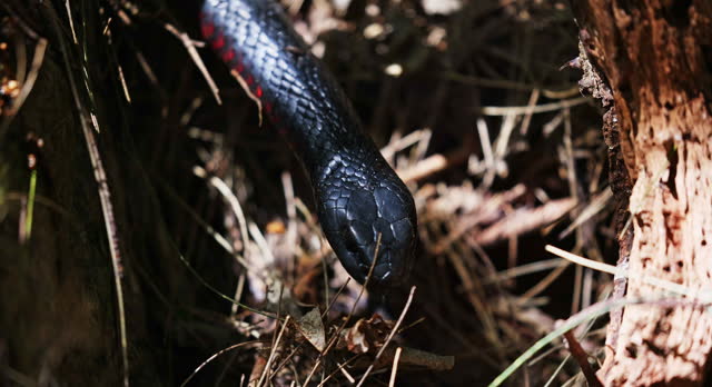 Red bellied black snake in amongst rock and riverside scrub