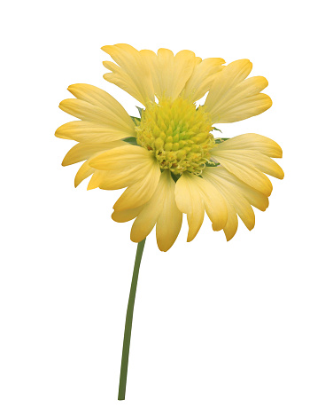 Close up yellow chrysanthemums flower isolated on white background.