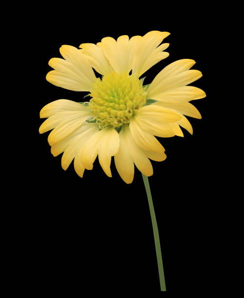 istock yellow chrysanthemums flower 1986616628