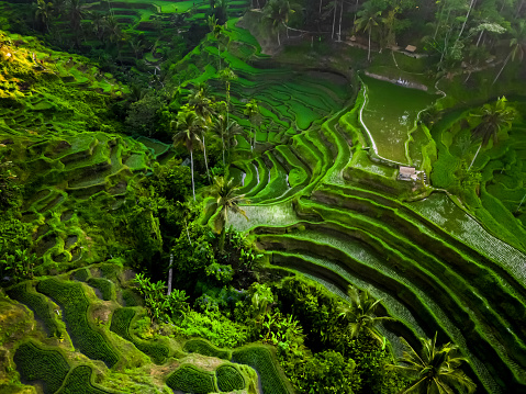 Aerial view of beautiful Tegallalang Rice Terrace surrounded by tropical forest in Gianyar, Bali, Indonesia. Balinese Rural scene, paddy terrace garden in a village with morning sunlight and mist.