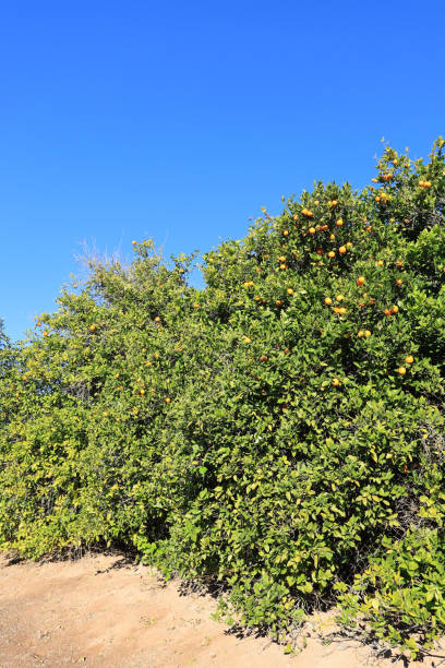 istock Arizona Oranges in Winter; copy space 1986623480
