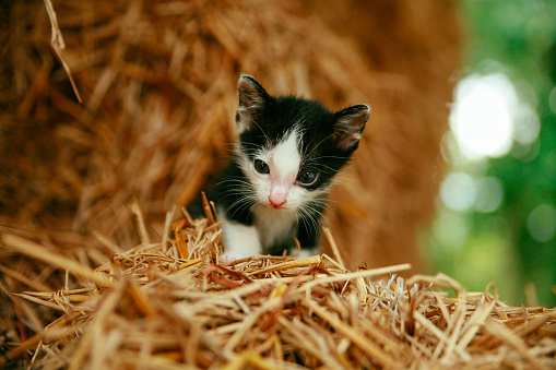 cute Thai cat