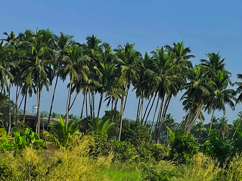 Scenic view of coconut tress in Goa, India