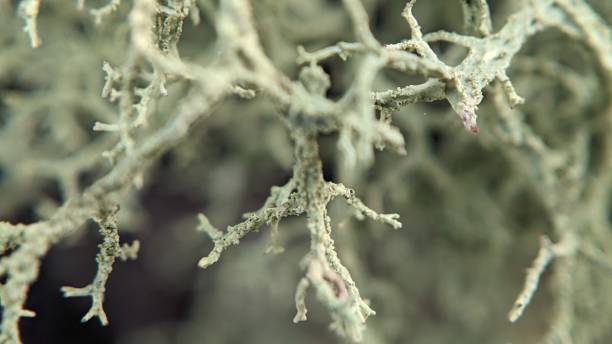 istock Extreme close up of lichen 1986646620