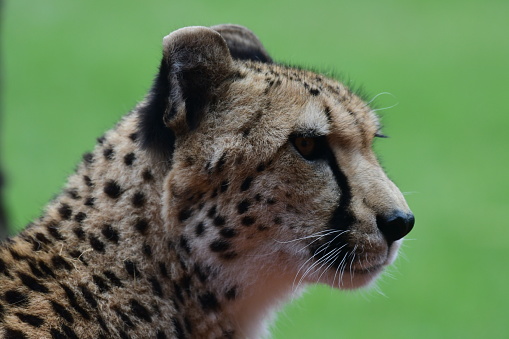 A majestic cheetah rests on the grassy savanna, gazing intently at the lens with its piercing yellow eyes. Its sleek body is covered with black spots that contrast with its tawny fur, creating a striking pattern. The cheetah’s long tail curves around its hind legs, balancing its agile movements. Behind the cheetah, the vast landscape of the African plains stretches out, dotted with acacia trees and other vegetation. This image captures the beauty and grace of the world’s fastest land animal in its natural habitat.