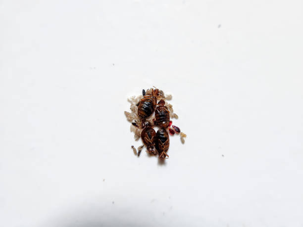 istock Bedbug die close up of Cimex Lectularius 1986658530