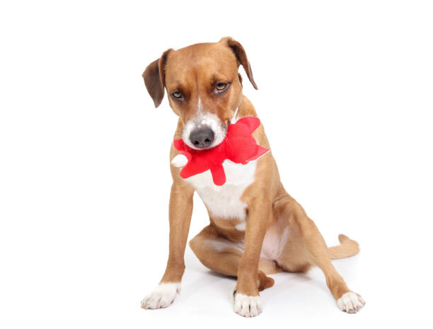 Isolated dog with toy in mouth.