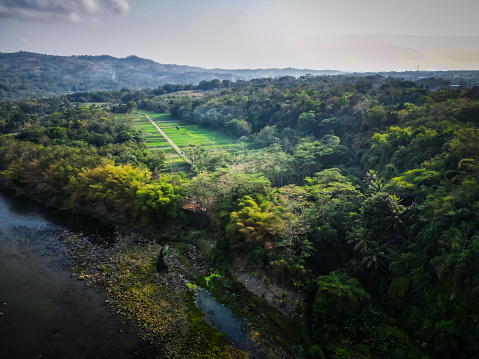 Aerial view of green rice field on the river bank surrounded by tropical forest in Kulon Progo, Yogyakarta, Indonesia. Javanese Rural scene, paddy terrace garden in a village beside Progo River.