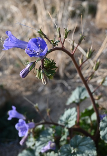 Phacelia campanularia plant, spotted in the wilderness along a quiet, rocky hillside in Southern California