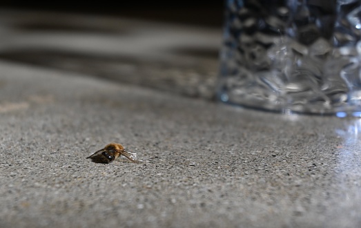 Early spring. A queen wasp crawls along an old painted window sill.