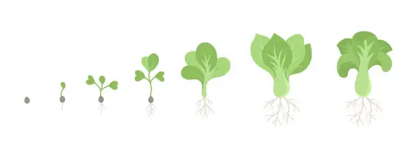 Vector illustration of Bok choy plant growth stages. Chinese cabbage. Growing cycle. Harvest progression. Vector illustration.