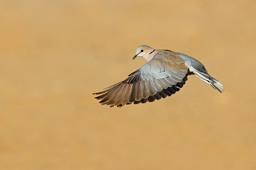 A Cape turtle dove (Streptopelia capicola) in flight with open wings, South Africa