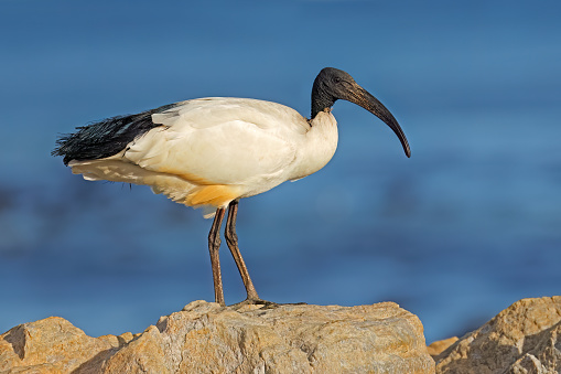 An African sacred Ibis (Threskiornis aethiopicus) perched on a rock, South Africa