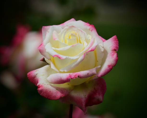 Close-up of a faded pink rose. Dry pink rose