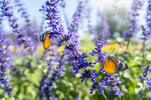 Flying butterfly on blue salvia flower field.