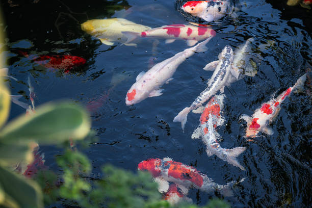 istock Crap fish or koi fish swimming in water pond. 1986698725