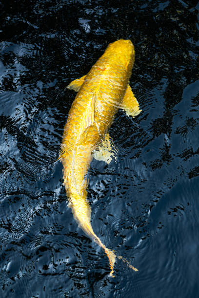 Colorful crap fish or koi fish swimming in water pond. Animal portrait close-up and selective focus photo.