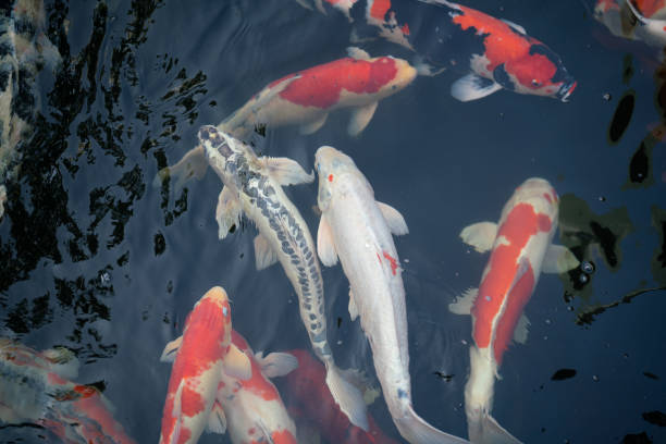 istock Crap fish or koi fish swimming in water pond. 1986698812