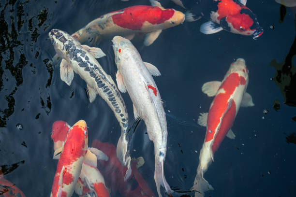 istock Crap fish or koi fish swimming in water pond. 1986698831