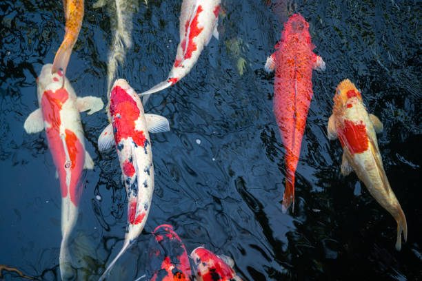istock Crap fish or koi fish swimming in water pond. 1986698855