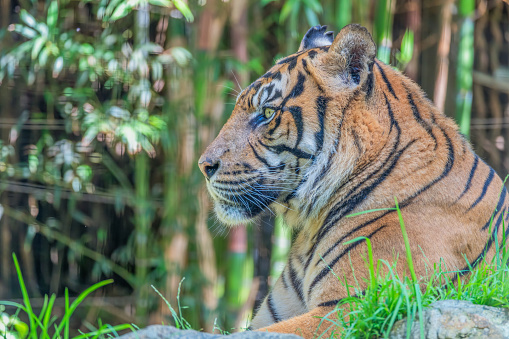 Panthera yellow with black stripped tiger swimming in river looking at camera