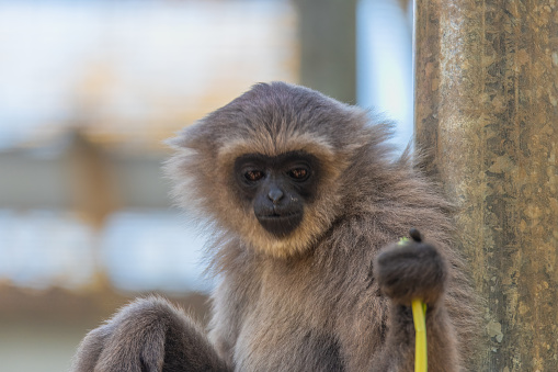 The Silvery Gibbons are on the endangered list and are only found in the wild on the Indonesian island of Java.