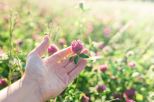 Red clover in a womans hand in a clover field .Womens health flower.Clover extract.Homeopathy and alternative medicine. Useful herbs and flowers.Valuable forage and medicinal plant.