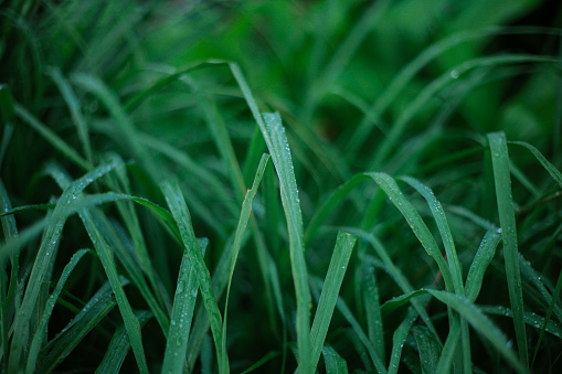 home grown vegetable