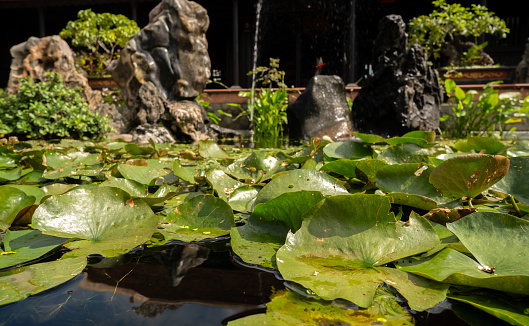 pond featuring vibrant lotus leaves peacefully resting on the water. harmony between water and nature, making it an ideal image for relaxation and contemplation