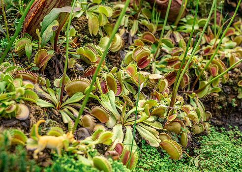 Dionaea, iconic Venus flytrap. vivid colors, and carnivorous nature, this photo is perfect for botanical enthusiasts and horticultural projects. closeup view intricate details fascinating plant