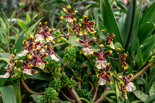 Tropical orchids. orchids bloom. intricate details of petals and surrounding foliage biodiversity and natural wonder. vibrant testament to beauty of tropical flora in native environment