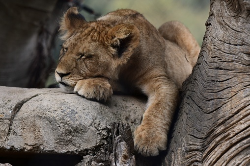 Lion cub sleeping