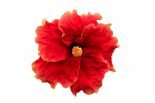 hibiscus flower on isolated white background. hibiscus flower has botanical name hibiscus rosa sinensis from malvaceae. hibiscus flower has red color