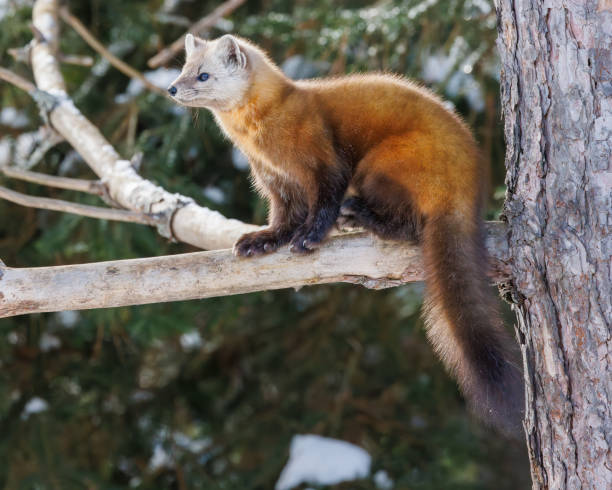 istock FurryPine Marten rests in snow beside trees 1986767318